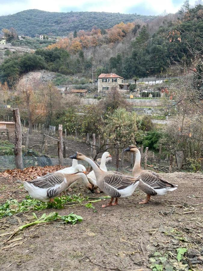 Agricamping Le Terrazze Hotel Orco Feglino Bagian luar foto