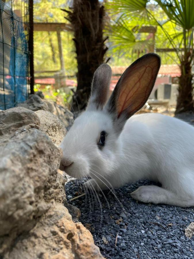 Agricamping Le Terrazze Hotel Orco Feglino Bagian luar foto