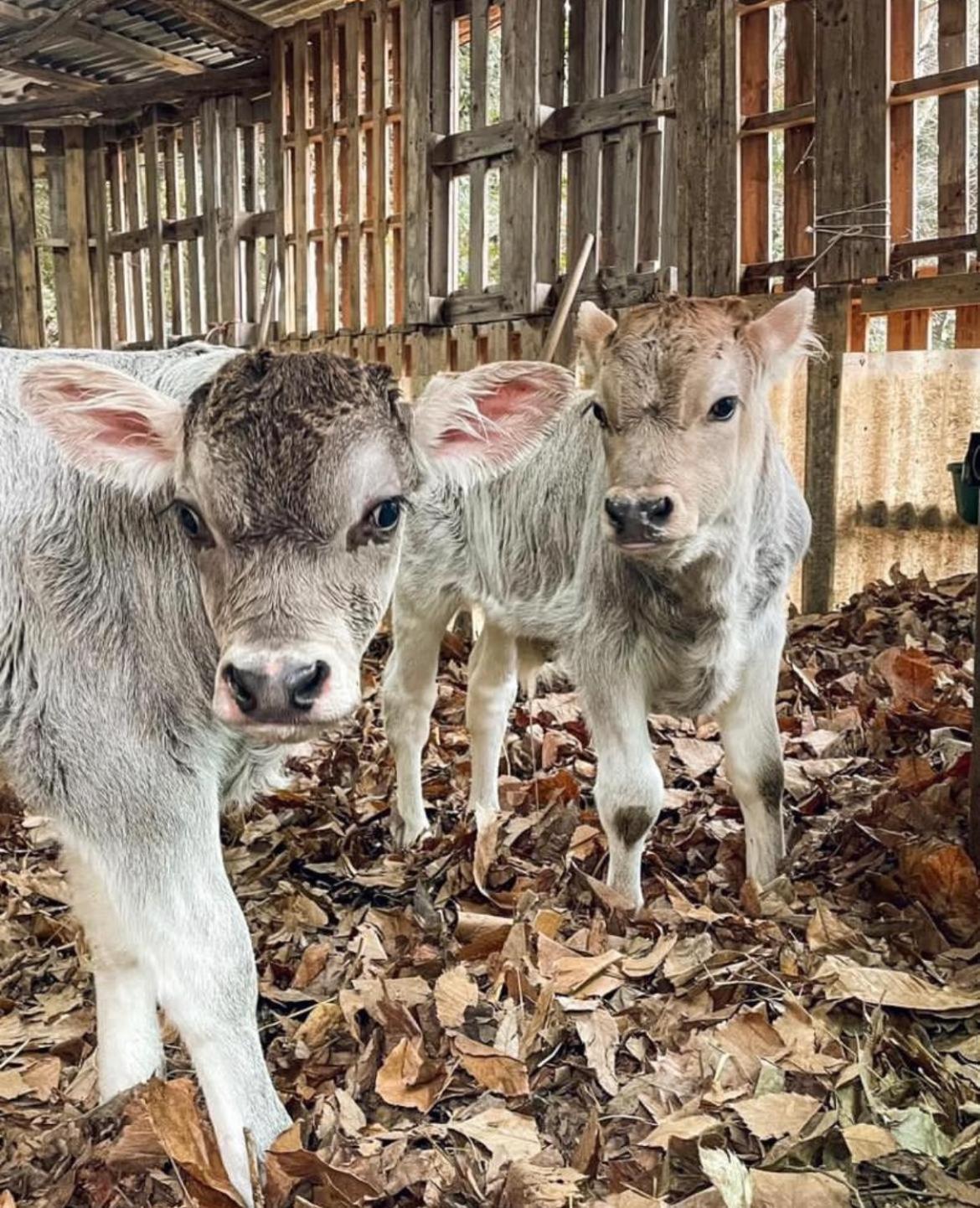 Agricamping Le Terrazze Hotel Orco Feglino Bagian luar foto