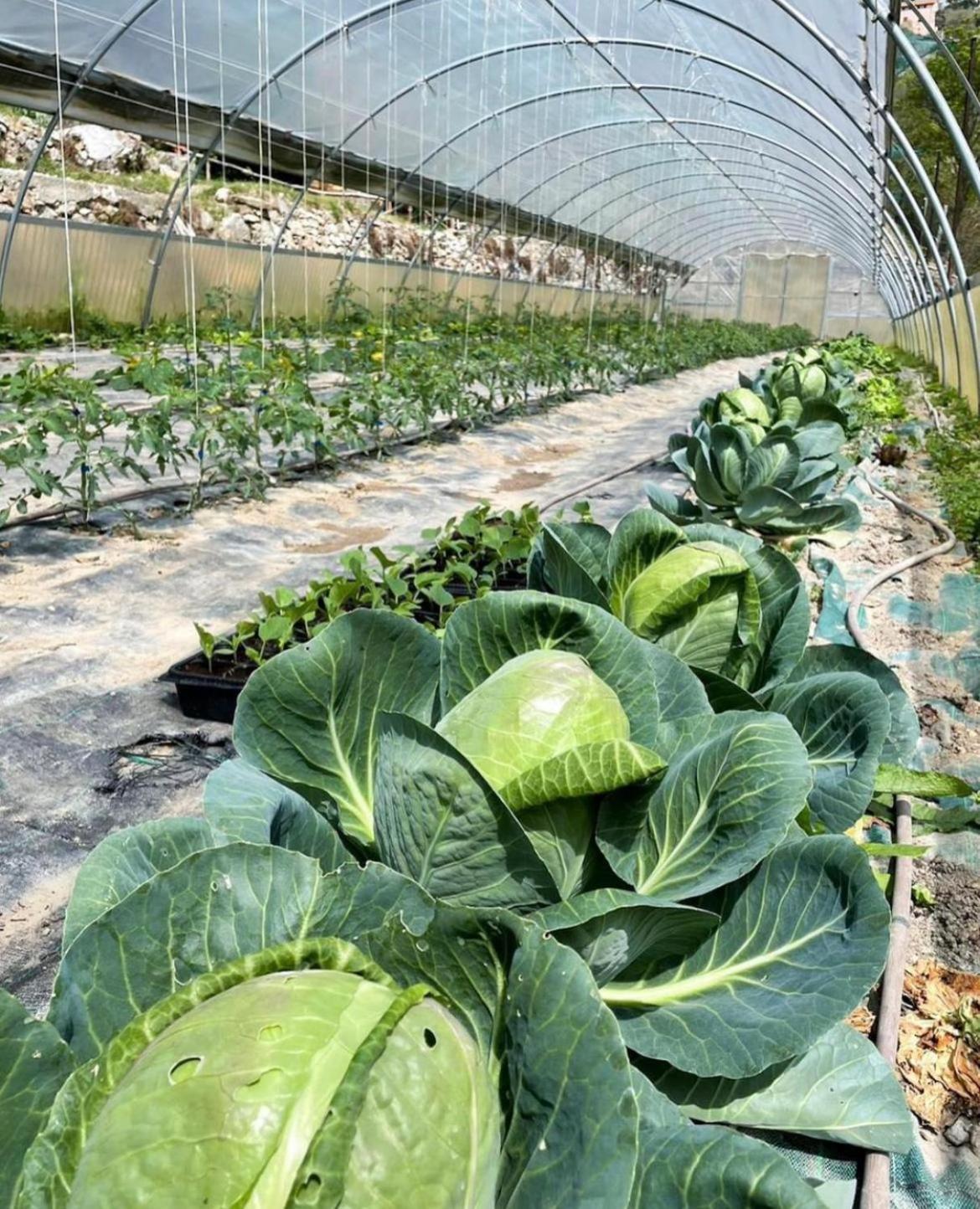 Agricamping Le Terrazze Hotel Orco Feglino Bagian luar foto